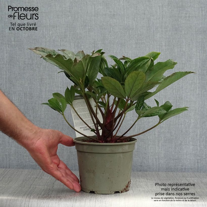 Exemplaar van Helleborus ericsmithii Magic Leaves - nieskruid Pot van 2 l/3 l zoals geleverd in de herfst