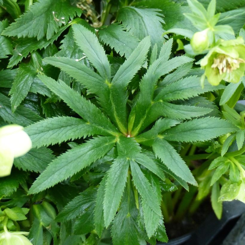 Helleborus multifidus bocconei - nieskruid (Blad)