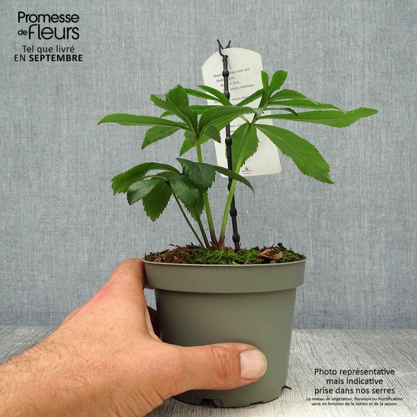 Exemplaar van Helleborus multifidus bocconei - nieskruid Pot van 1 l/1,5 l zoals geleverd in de herfst