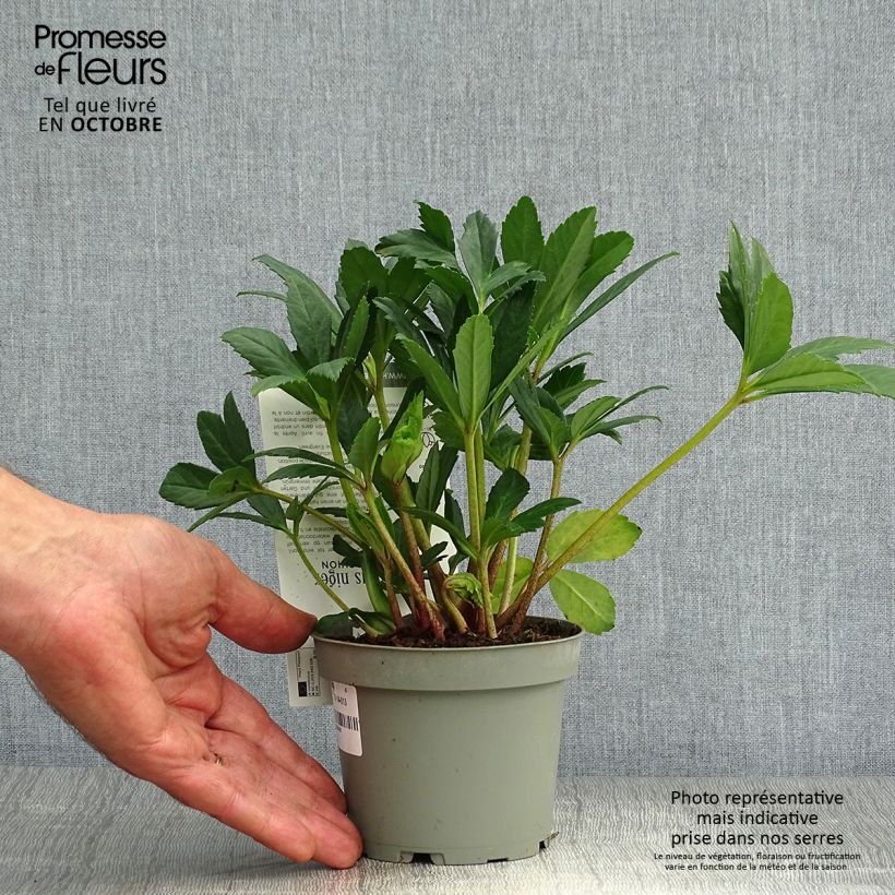 Exemplaar van Helleborus niger Double Fashion - Kerstroos Pot van 2 l/3 l zoals geleverd in de herfst