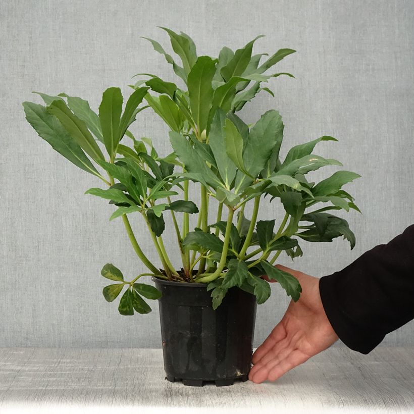 Exemplaar van Kerstroos - Helleborus niger Pot van 2 l/3 l zoals geleverd in de lente