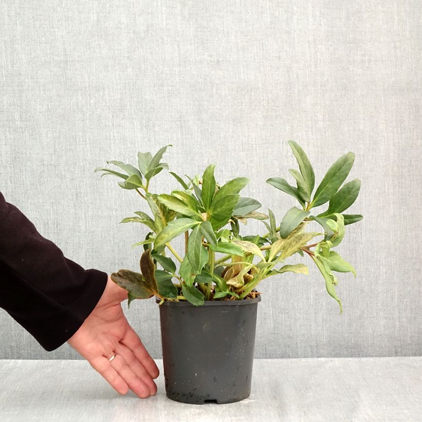 Exemplaar van Kerstroos - Helleborus niger Pot van 2 l/3 l zoals geleverd in de herfst