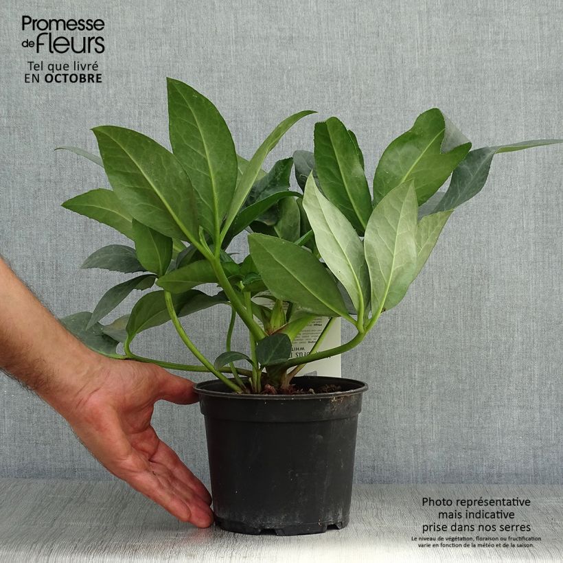Exemplaar van Helleborus nigercors - Kerstroos wit Pot van 2 l/3 l zoals geleverd in de herfst