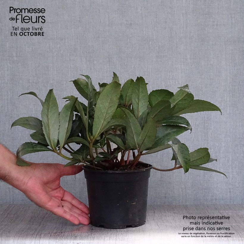 Exemplaar van Helleborus nigercors Emma - Kerstroos Pot van 2 l/3 l zoals geleverd in de herfst