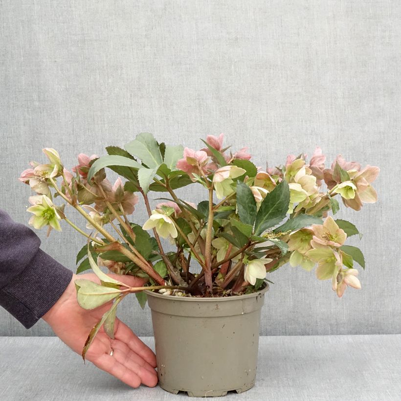 Exemplaar van Helleborus nigercors Emma - Kerstroos Pot van 2 l/3 l zoals geleverd in de lente