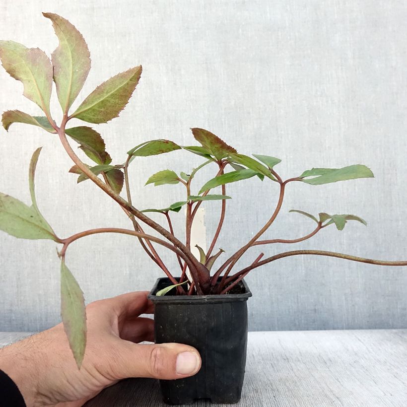 Exemplaar van Helleborus ericsmithii Scrat Ice - nieskruid Kweekpotje van 8/9 cm zoals geleverd in de herfst