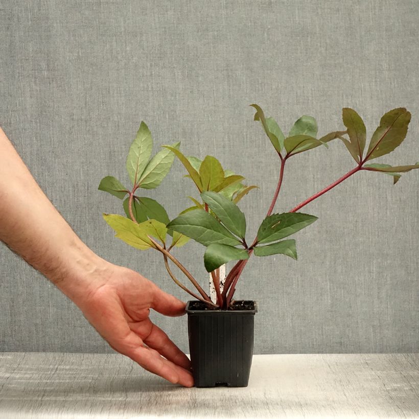 Exemplaar van Helleborus ericsmithii Scrat Ice - nieskruid Kweekpotje van 8/9 cm zoals geleverd in de lente