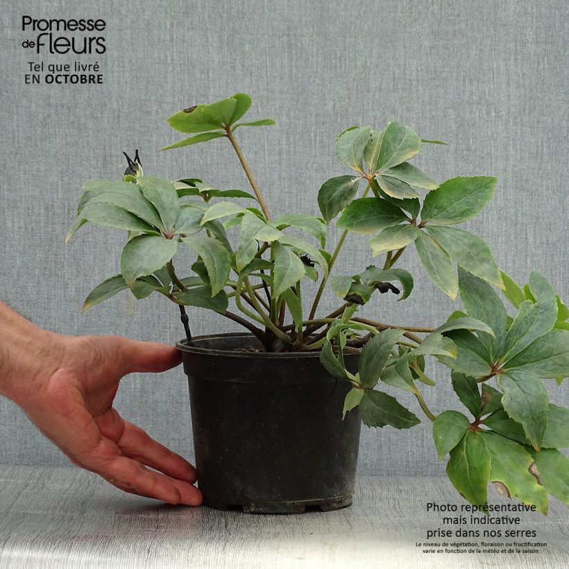 Exemplaar van Helleborus nigercors Snow Love - Kerstroos Pot van 2 l/3 l zoals geleverd in de herfst