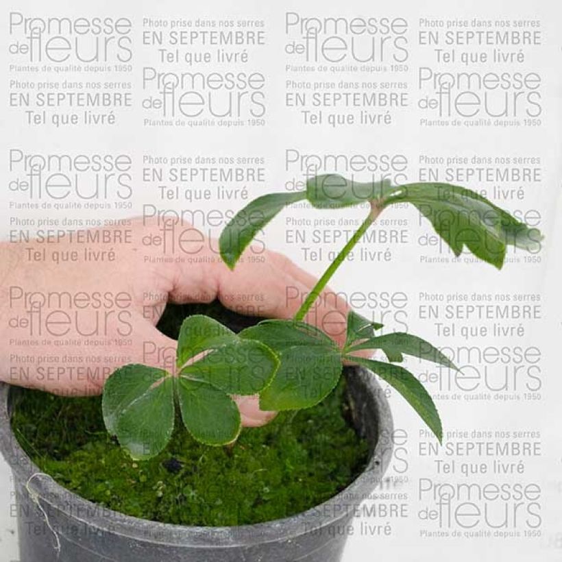 Voorbeeld van een exemplaar van Helleborus Green - Lenteroos groen Pot van 2 l/3 l zoals geleverd