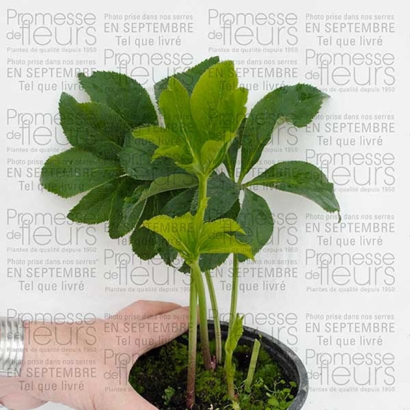 Voorbeeld van een exemplaar van Helleborus Pink - Lenteroos roze Pot van 2 l/3 l zoals geleverd
