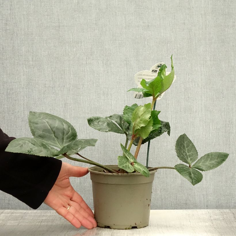 Exemplaar van Helleborus orientalis ViV Bianca - Kerstroos Pot van 2 l/3 l zoals geleverd in de herfst