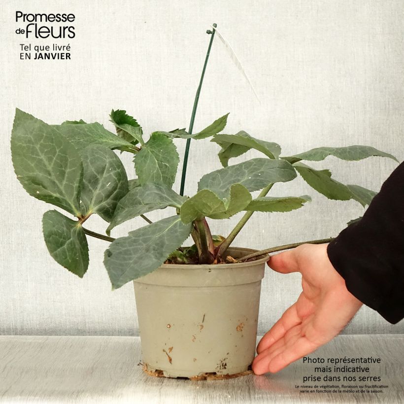 Exemplaar van Helleborus orientalis ViV Bianca - Kerstroos Pot van 2 l/3 l zoals geleverd in de winter
