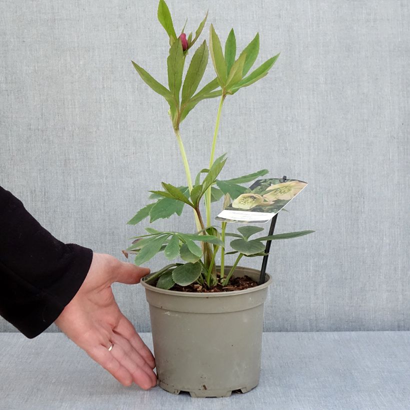 Exemplaar van Helleborus Apricot - Lenteroos apricot Pot van 2 l/3 l zoals geleverd in de lente