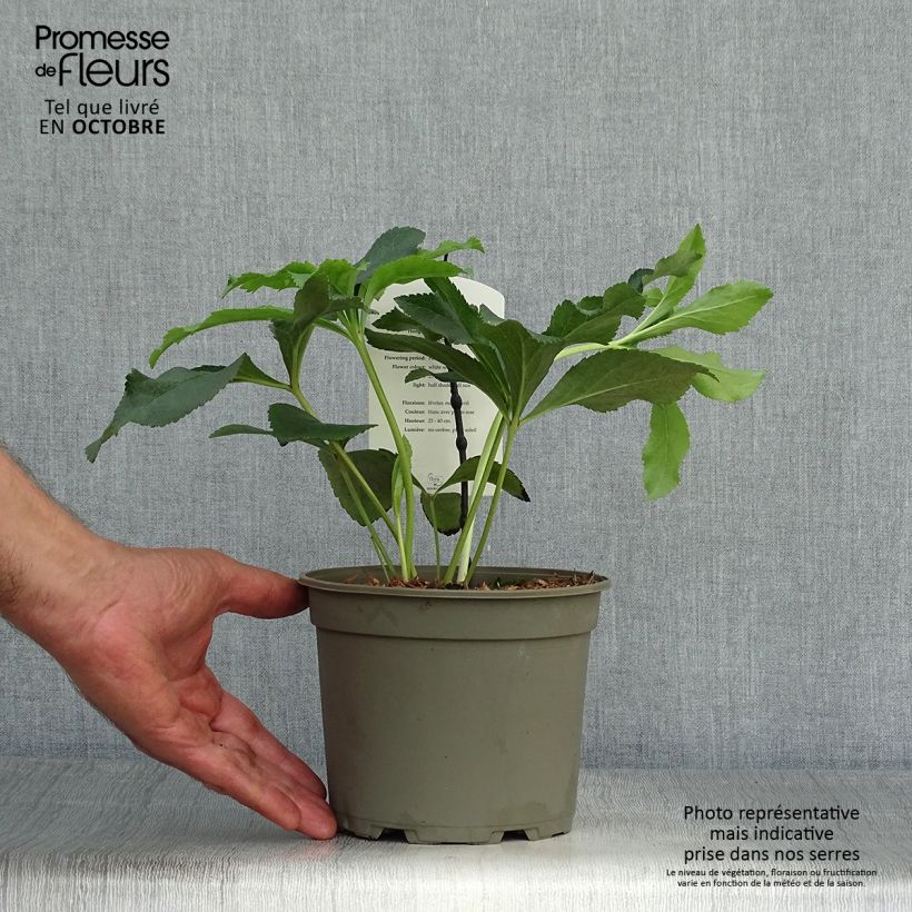 Exemplaar van Helleborus Anemone White Spotted - Lenteroos wit gevlekt Pot van 2 l/3 l zoals geleverd in de herfst
