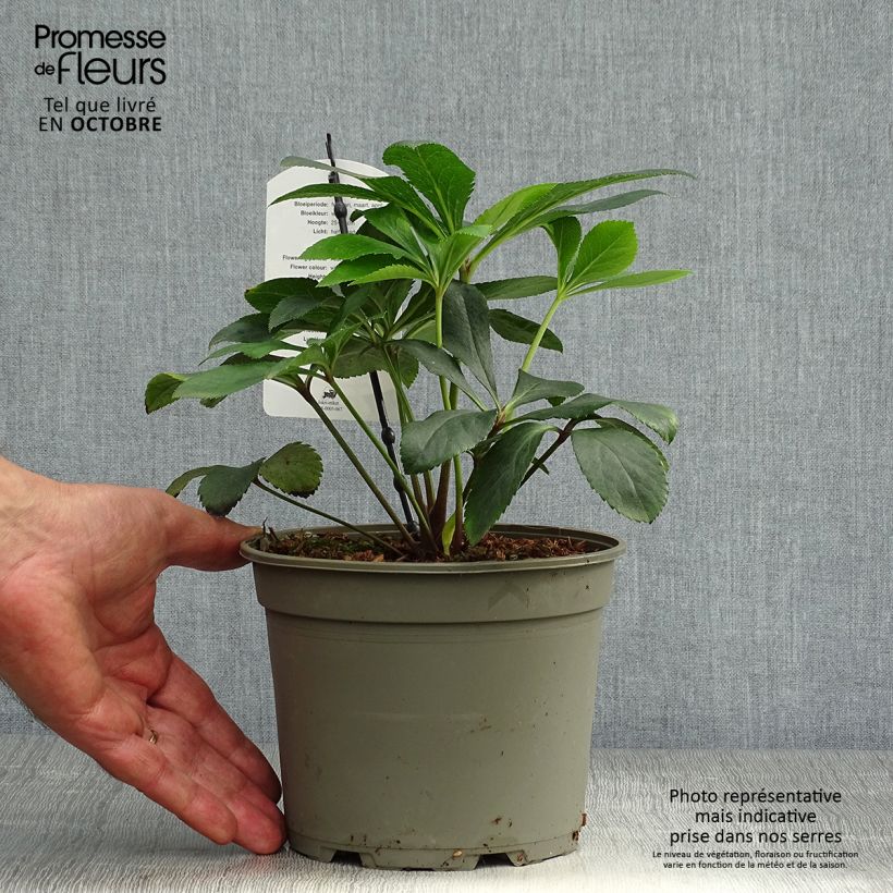 Exemplaar van Helleborus Anemone White - Lenteroos wit Pot van 2 l/3 l zoals geleverd in de herfst