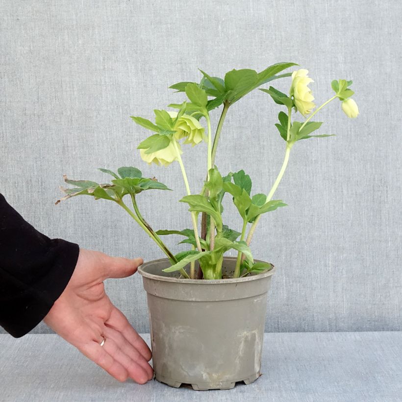Exemplaar van Helleborus Anemone Yellow - Lenteroos geel Pot van 2 l/3 l zoals geleverd in de lente