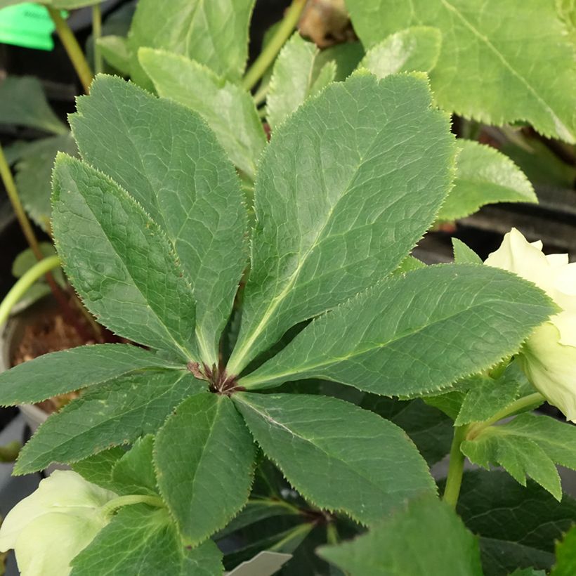 Helleborus Anemone Yellow - Lenteroos geel (Blad)