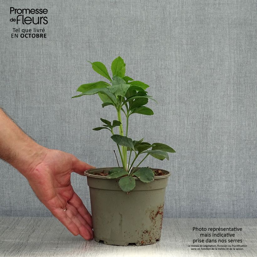 Exemplaar van Helleborus Anemone Black - Lenteroos zwart Pot van 2 l/3 l zoals geleverd in de herfst