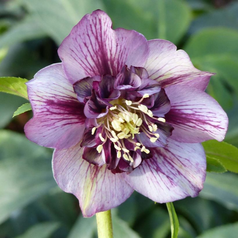 Helleborus Anemone Picotee - Lenteroos met donkerroze tot bordeaux rand (Flowering)