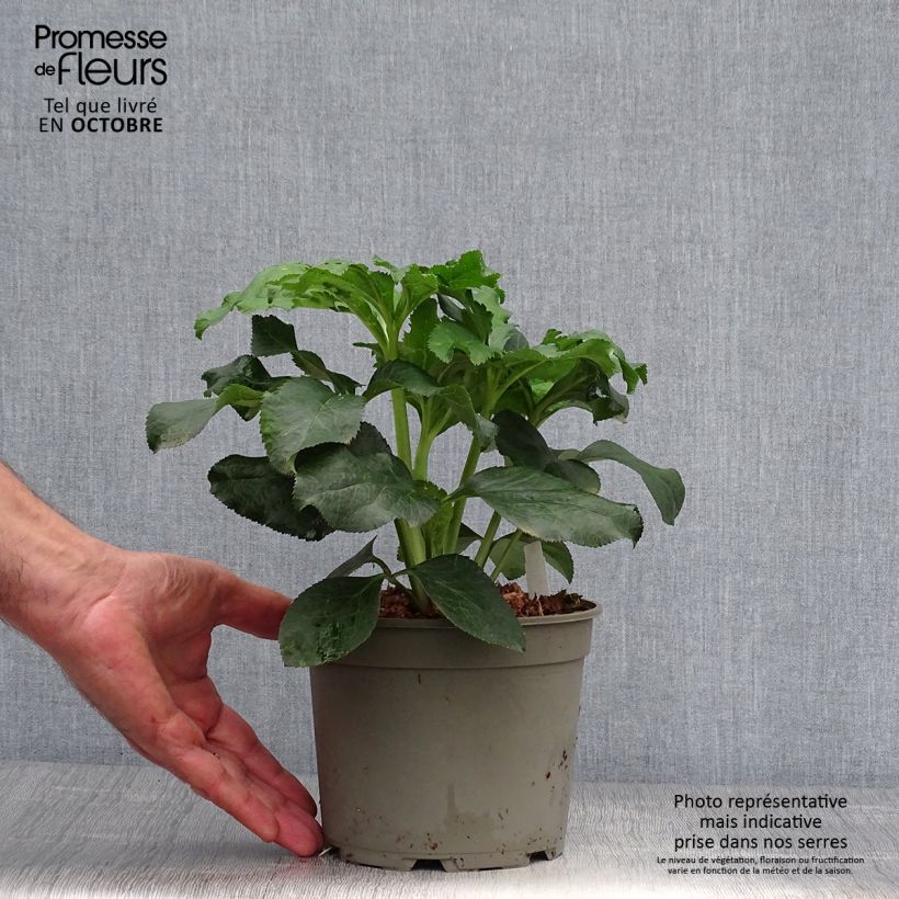 Exemplaar van Helleborus Anemone Picotee - Lenteroos met donkerroze tot bordeaux rand Pot van 2 l/3 l zoals geleverd in de herfst