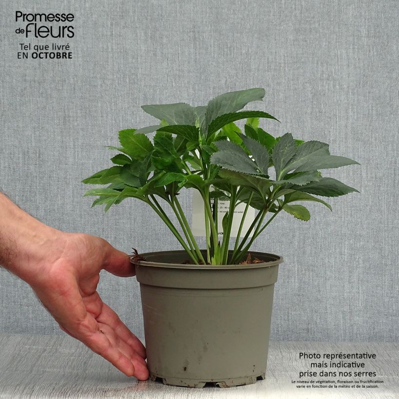 Exemplaar van Helleborus Anemone Pink - Lenteroos roze Pot van 2 l/3 l zoals geleverd in de herfst