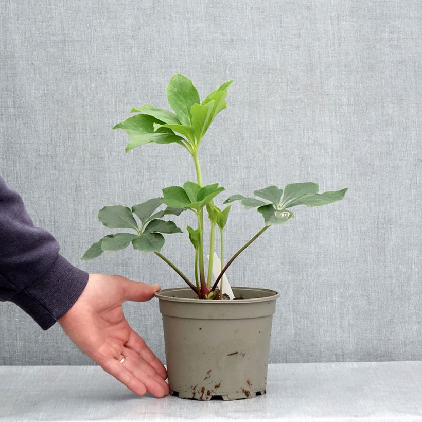 Exemplaar van Helleborus Anemone Green Vert - Lenteroos groen Pot van 2 l/3 l zoals geleverd in de lente