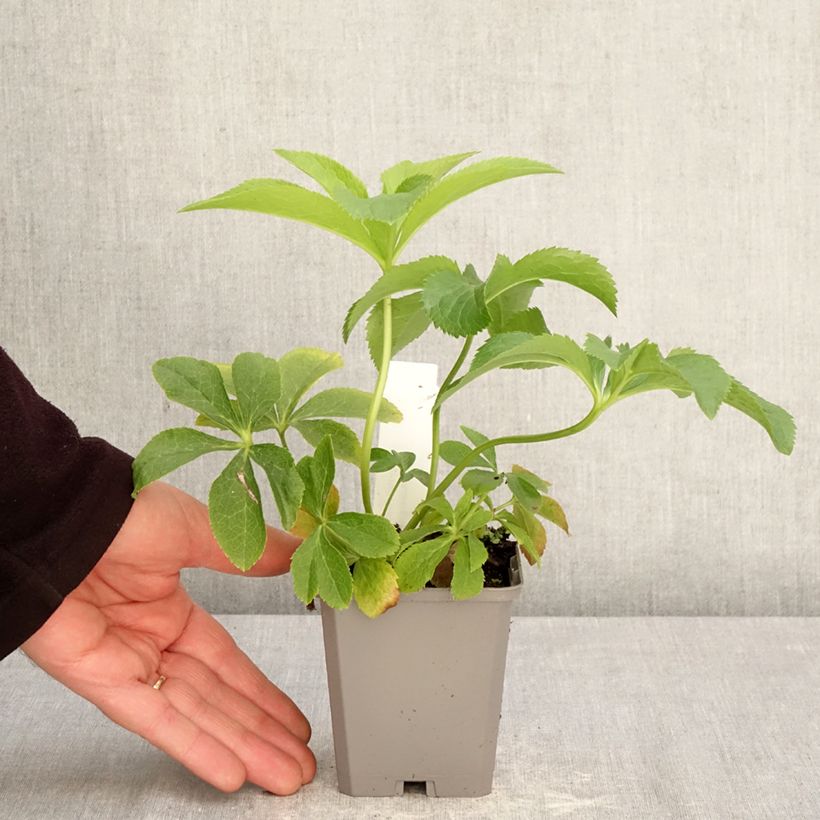 Exemplaar van Helleborus Aubergine W/E - Lenteroos auberginekleurig Kweekpotje van 8/9 cm zoals geleverd in de lente
