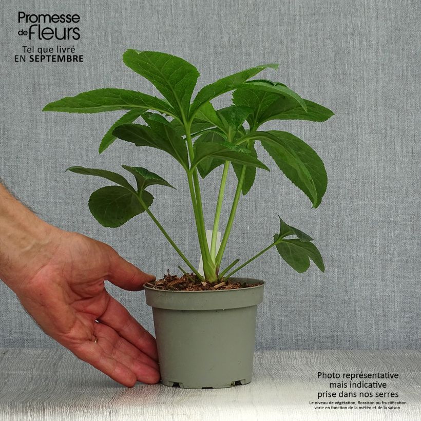 Exemplaar van Helleborus Aubergine W/E - Lenteroos auberginekleurig Pot van 12 cm / 13 cm zoals geleverd in de herfst