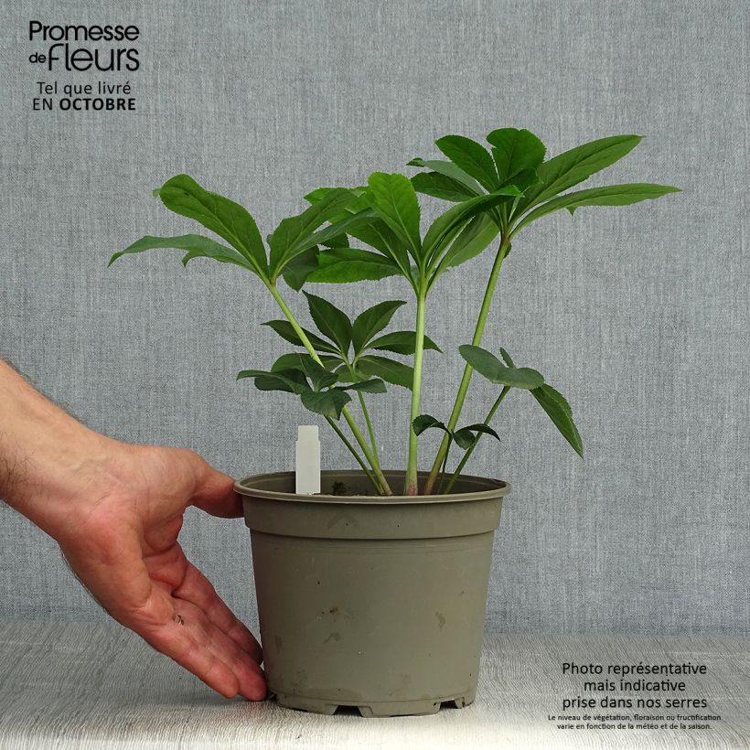 Exemplaar van Helleborus Aubergine W/E - Lenteroos auberginekleurig Pot van 2 l/3 l zoals geleverd in de herfst