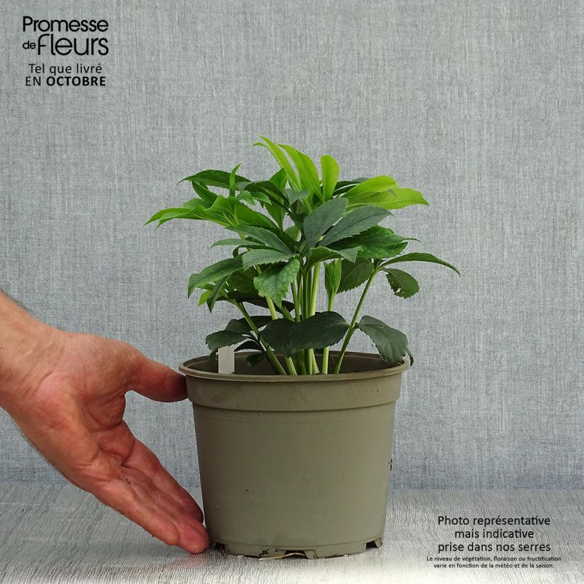 Exemplaar van Helleborus Black Chocolate - Lenteroos donker-chocolade kleurig Pot van 2 l/3 l zoals geleverd in de herfst