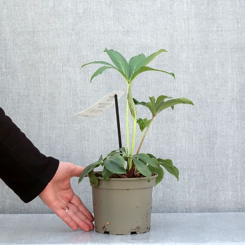 Exemplaar van Helleborus White Red Center - Lenteroos wit rood Pot van 2 l/3 l zoals geleverd in de lente