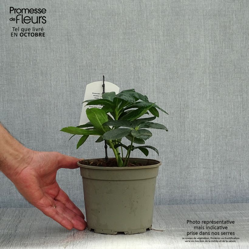 Exemplaar van Helleborus White guttatus - Lenteroos wit gespikkeld Pot van 2 l/3 l zoals geleverd in de herfst