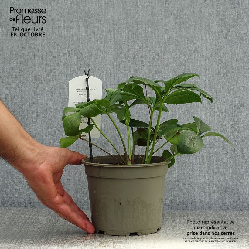 Exemplaar van Helleborus White - Lenteroos wit Pot van 2 l/3 l zoals geleverd in de herfst