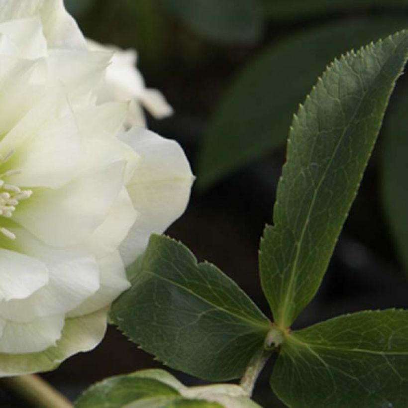 Helleborus Double White- lenteroos dubbel wit (Foliage)