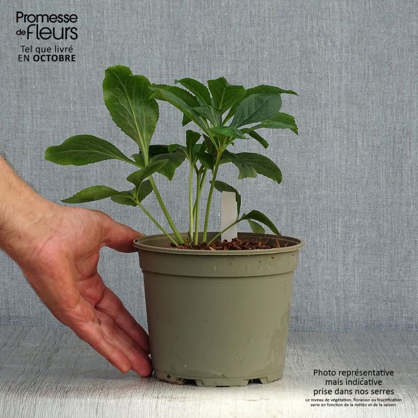 Exemplaar van Helleborus Double White Red/Purple Edge - Lenteroos dubbel wit paars gerand Pot van 2 l/3 l zoals geleverd in de herfst