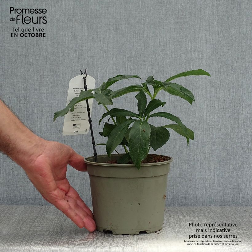 Exemplaar van Helleborus Double White- lenteroos dubbel wit Pot van 2 l/3 l zoals geleverd in de herfst