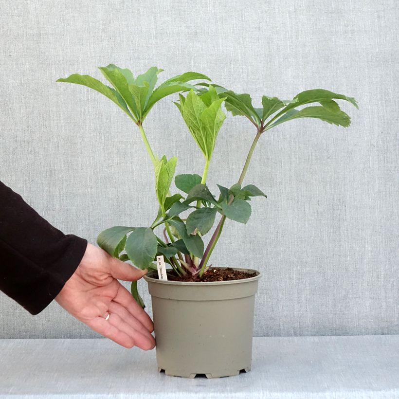Exemplaar van Helleborus Double Yellow guttatus - dubbel geel gespikkeld Pot van 2 l/3 l zoals geleverd in de lente