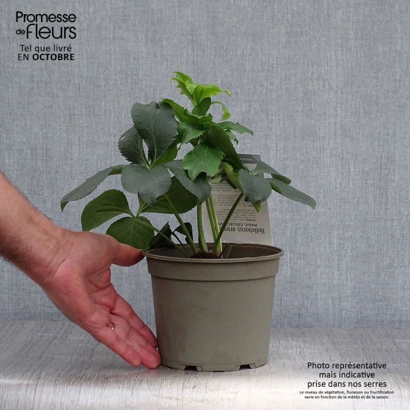 Exemplaar van Helleborus Double Picotee - Lenteroos dubbel met contrasterend gekleurde bloemranden Pot van 2 l/3 l zoals geleverd in de herfst