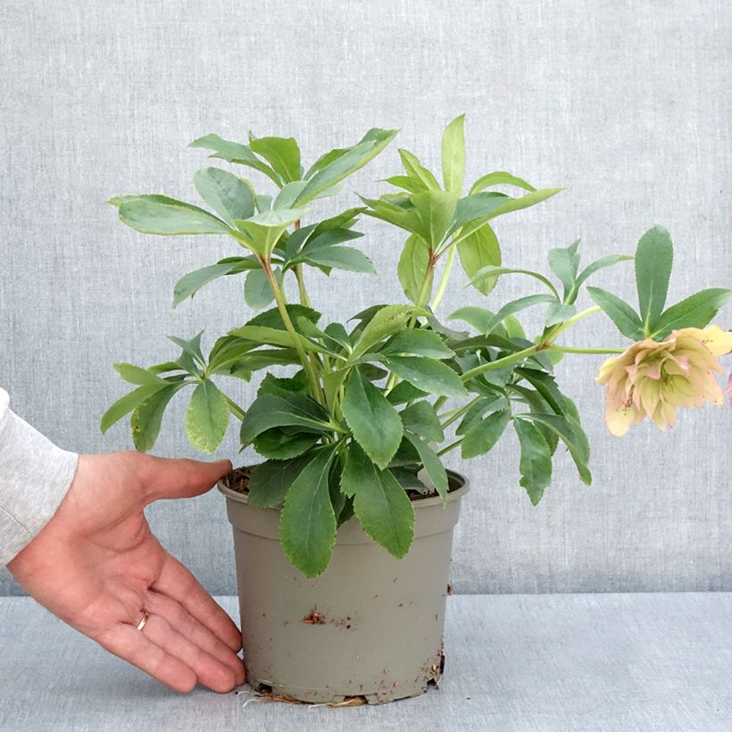 Exemplaar van Helleborus Double Pink - Lenteroos dubbel roze Pot van 2 l/3 l zoals geleverd in de lente