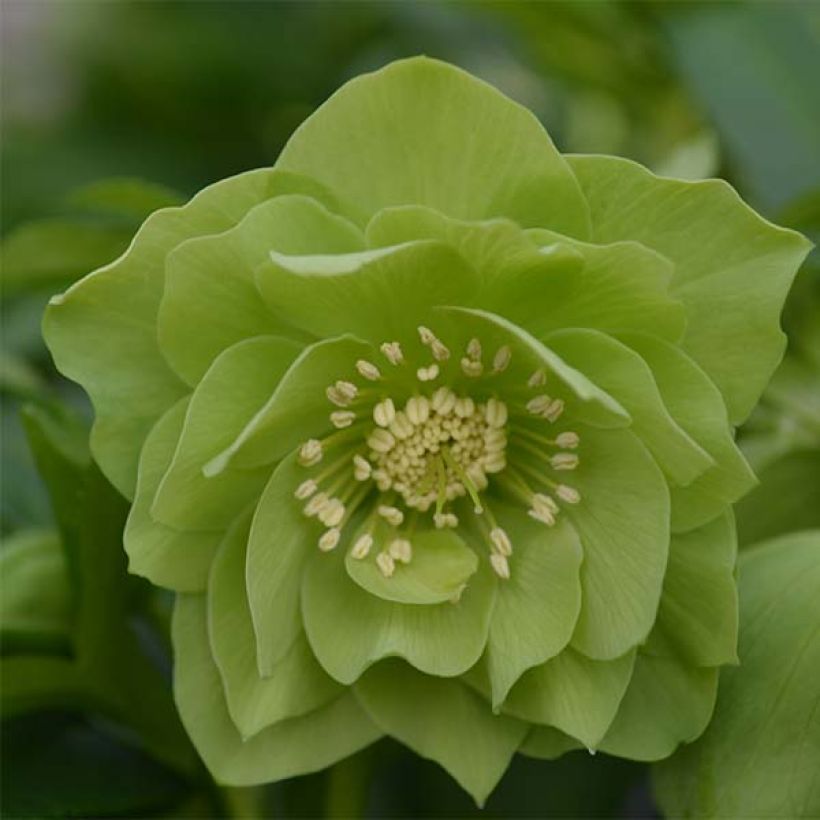 Helleborus Double Green - Lenteroos dubbel groen (Bloei)