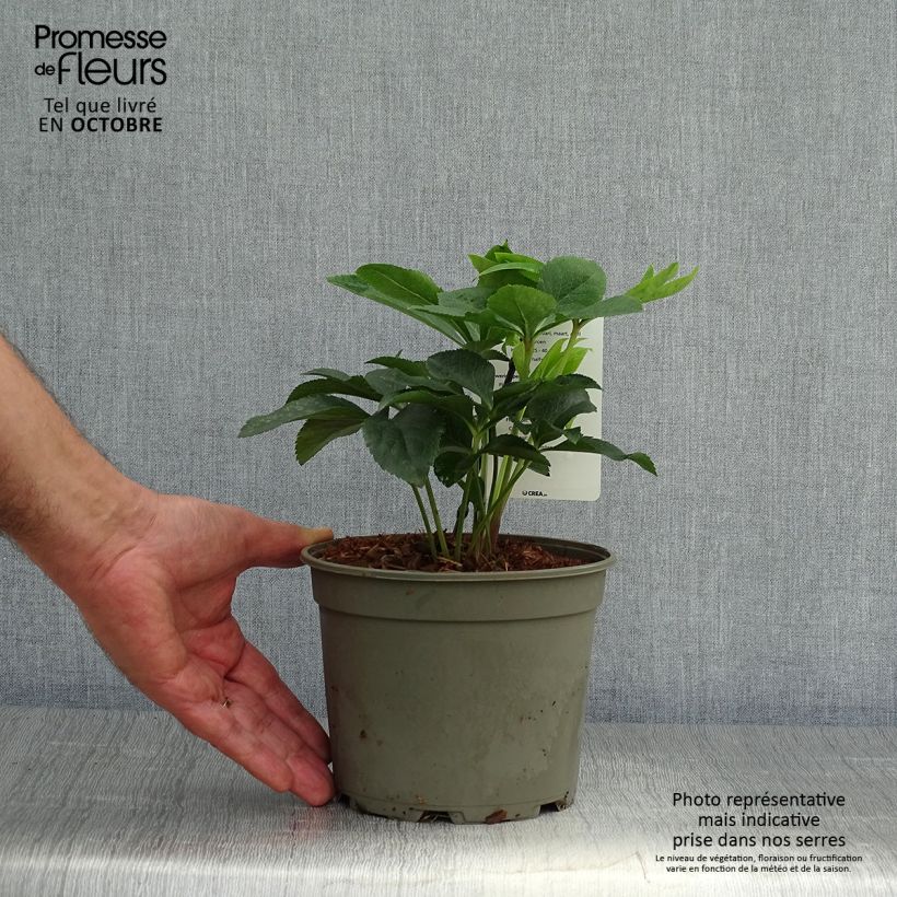 Exemplaar van Helleborus Double Green - Lenteroos dubbel groen Pot van 2 l/3 l zoals geleverd in de herfst