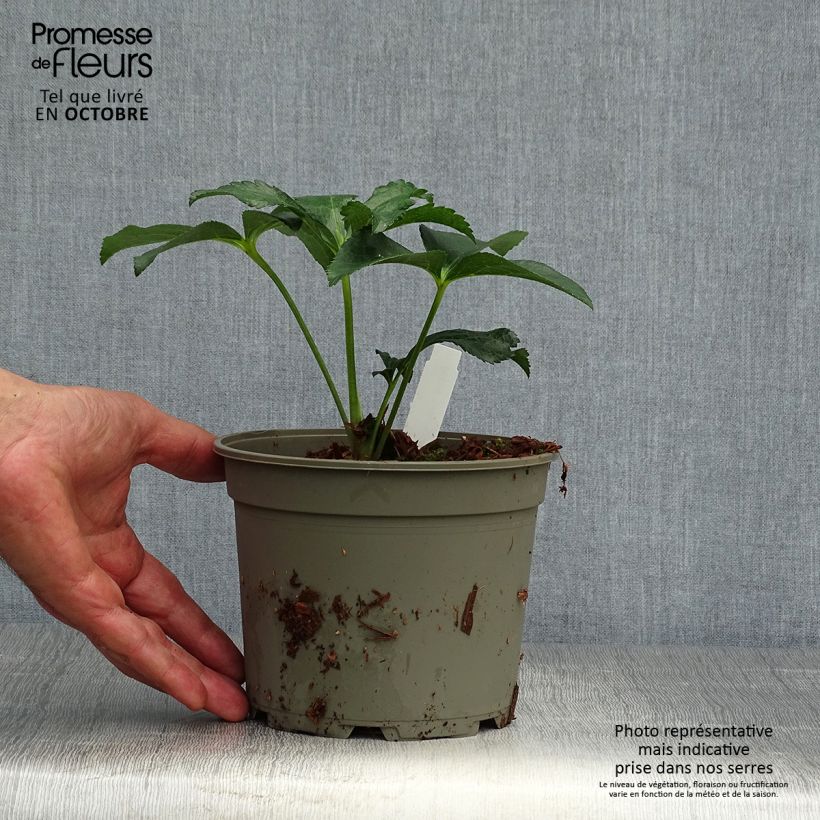 Exemplaar van Helleborus Double Green guttatus - lenteroos dubbel groen gespikkeld Pot van 2 l/3 l zoals geleverd in de herfst