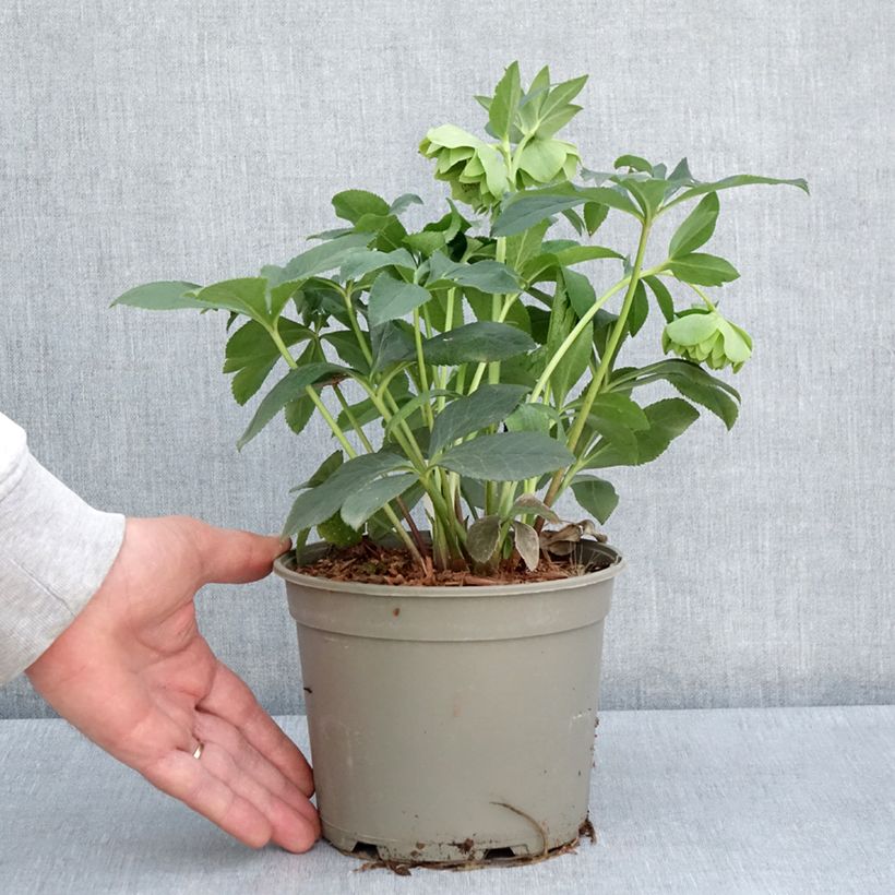 Exemplaar van Helleborus Double Green guttatus - lenteroos dubbel groen gespikkeld Pot van 2 l/3 l zoals geleverd in de lente
