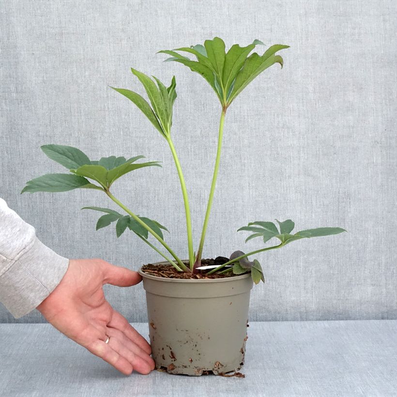 Exemplaar van Helleborus orientalis Magic Abricot - Lenteroos apricote gespikkeld Pot van 2 l/3 l zoals geleverd in de lente