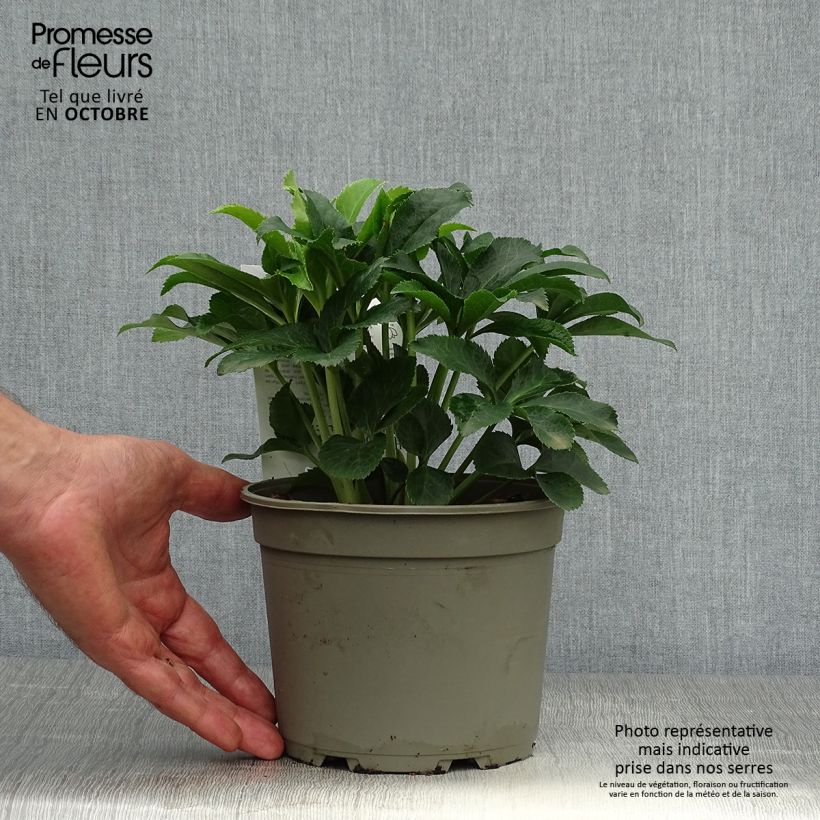 Exemplaar van Helleborus Magic Aubergine liseré - Lenteroos donker paars met contrasterende ran Pot van 2 l/3 l zoals geleverd in de herfst