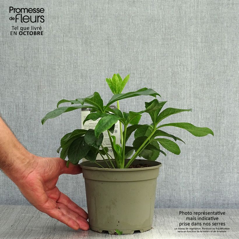 Exemplaar van Helleborus Magic Double Rose - Lenteroos dubbel roze Pot van 2 l/3 l zoals geleverd in de herfst