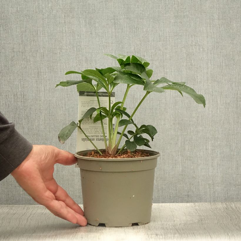 Exemplaar van Helleborus Magic Double Rouge - Lenteroos dubbel rood Pot van 2 l/3 l zoals geleverd in de zomer