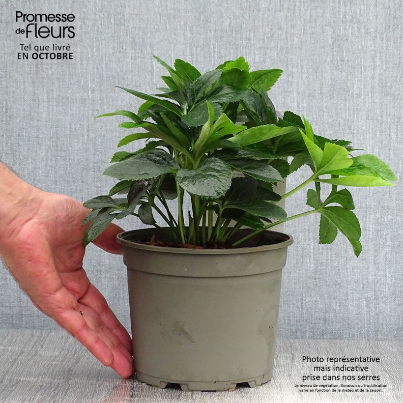 Exemplaar van Helleborus Magic Rouge - Lenteroos rood Pot van 2 l/3 l zoals geleverd in de herfst