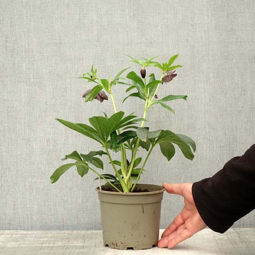 Exemplaar van Helleborus Black - Lenteroos zwart Pot van 1,5 l/2 l zoals geleverd in de herfst