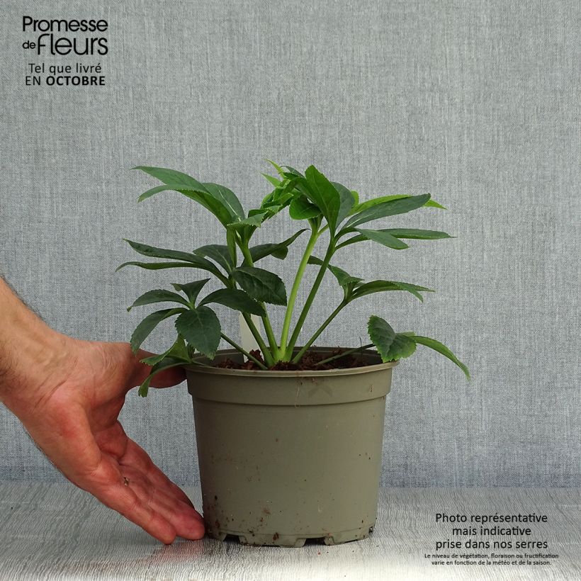 Exemplaar van Helleborus Peach with Dark Center - Lenteroos perzik Pot van 2 l/3 l zoals geleverd in de herfst
